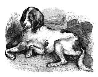 Vieux chien anglais