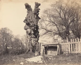 Vieil arbre près de Chatham, années 1850