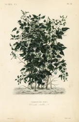Clématite des haies