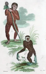Orang-Outan et Gibbon, 1822
