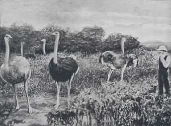 Autruches, 1924