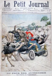 Autruches attaquant une voiture, Californie, USA, 1904