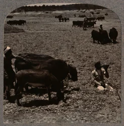 Bœufs foulant le maïs, vers 1900