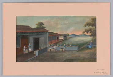 Emballage du thé dans des caisses, 1890-1910