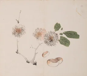Page de Shi Zhu Zhai