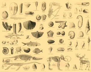 Paléontologie, vers 1910