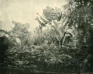 Île des Palmiers et des Fougères, Jardins Botaniques, Brisbane, 1901