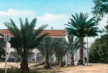 Palmiers, Hammam Meskoutine, Algérie