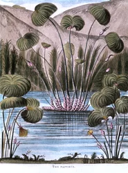 Papyrus Cyperus papyrus