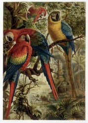 Perroquets - dans « La vita degli animali » par A.E. Brehm, Torino