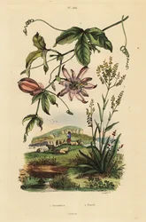 Passiflore, Passiflora uraniae 1, et pastel des teinturiers, Isatis tinctoria 2