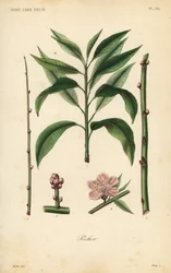 Taille du pêcher