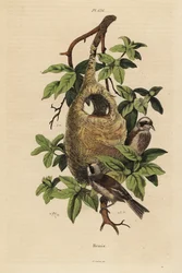Rémiz penduline, Remiz pendulinus, et nid