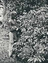 Récolte de café, 1916