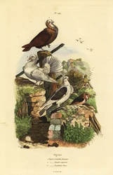 Pigeon Columba livia races : cravatte français, nonain capucin, trembleur paon