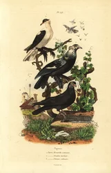 Variétés de pigeons, Columba livia : hirondelle, glouglou tambour, polonais