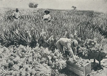 Plantation d
