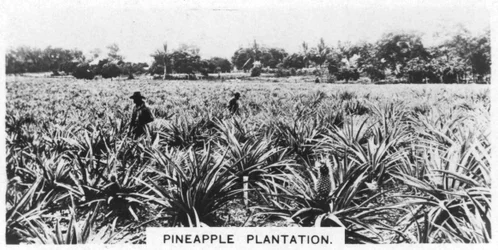 Plantation d