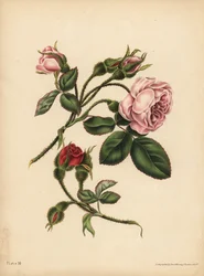 Boutons de rose mousseux roses et écarlates, Beauté, amour et poésie