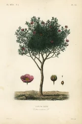 Ciste de Crète