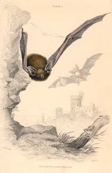 Pipistrelle Pipistrellus pipistrellus, 1828