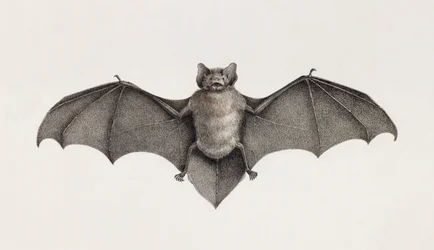 Pipitrelle chauve-souris, chauves-souris en Égypte