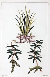Plantes médicinales, Chine