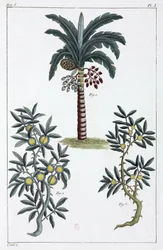 Plantes médicinales, Chine