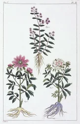 Plantes médicinales, Chine
