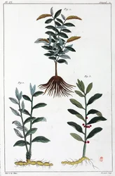 Plantes médicinales, Chine