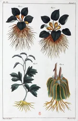 Plantes médicinales, Chine