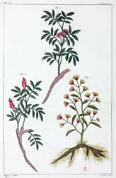 Plantes médicinales, Chine