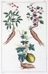 Plantes médicinales, Chine