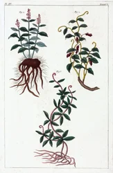 Plantes médicinales, Chine