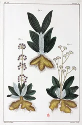 Plantes médicinales, Chine