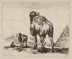 Planche 18 : chameau vu de dos avec pyramide à droite, de Divers animaux