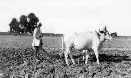 Labourage en Inde, 1917