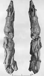Pointe de défense de mammouth sculptée avec des rennes, de Montastruc, Bruniquel, France, 1926
