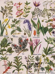 Plantes toxiques trouvées dans les îles britanniques