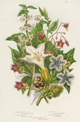 Plantes vénéneuses, vers 1885