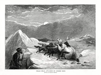 Ours polaire attaqué par des chiens esquimaux, 1877