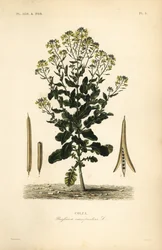 Colza polonais ou plante de colza, Brassica rapa, Brassica campestris, Colza