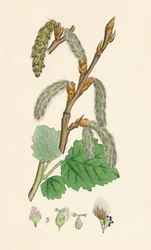 Populus canescens. Peuplier gris