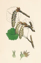 Populus tremula. Tremble, 19ème siècle