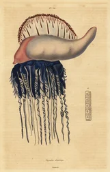 Physalie, Physalia physalis