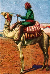 Poste livrée par chameau, Arabie