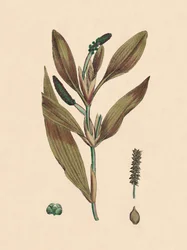 Potamogeton rufescens. Potamot rougeâtre, 19e siècle