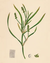 Potamogeton zosterifolius. Potamot à feuilles de zostère, 19ème siècle