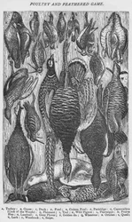 Volaille et gibier à plumes, 1907