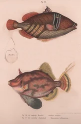 Poisson-coffre épineux Batistes aculeatus, Monacanthus bifilamentosus, vers 1850
